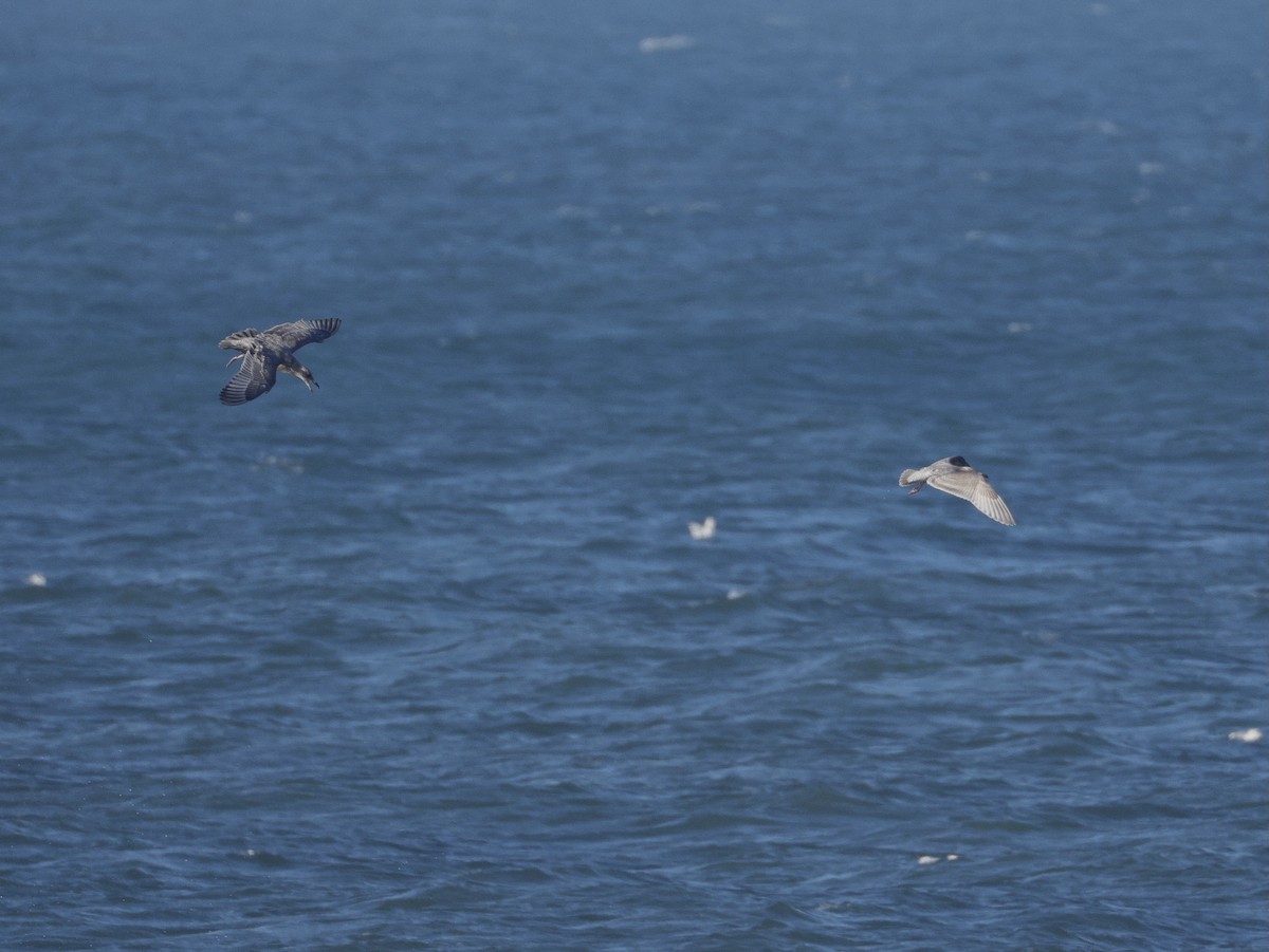 Larus sp. - ML646381463