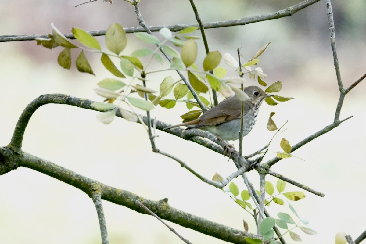 Hermit Thrush - ML646381465