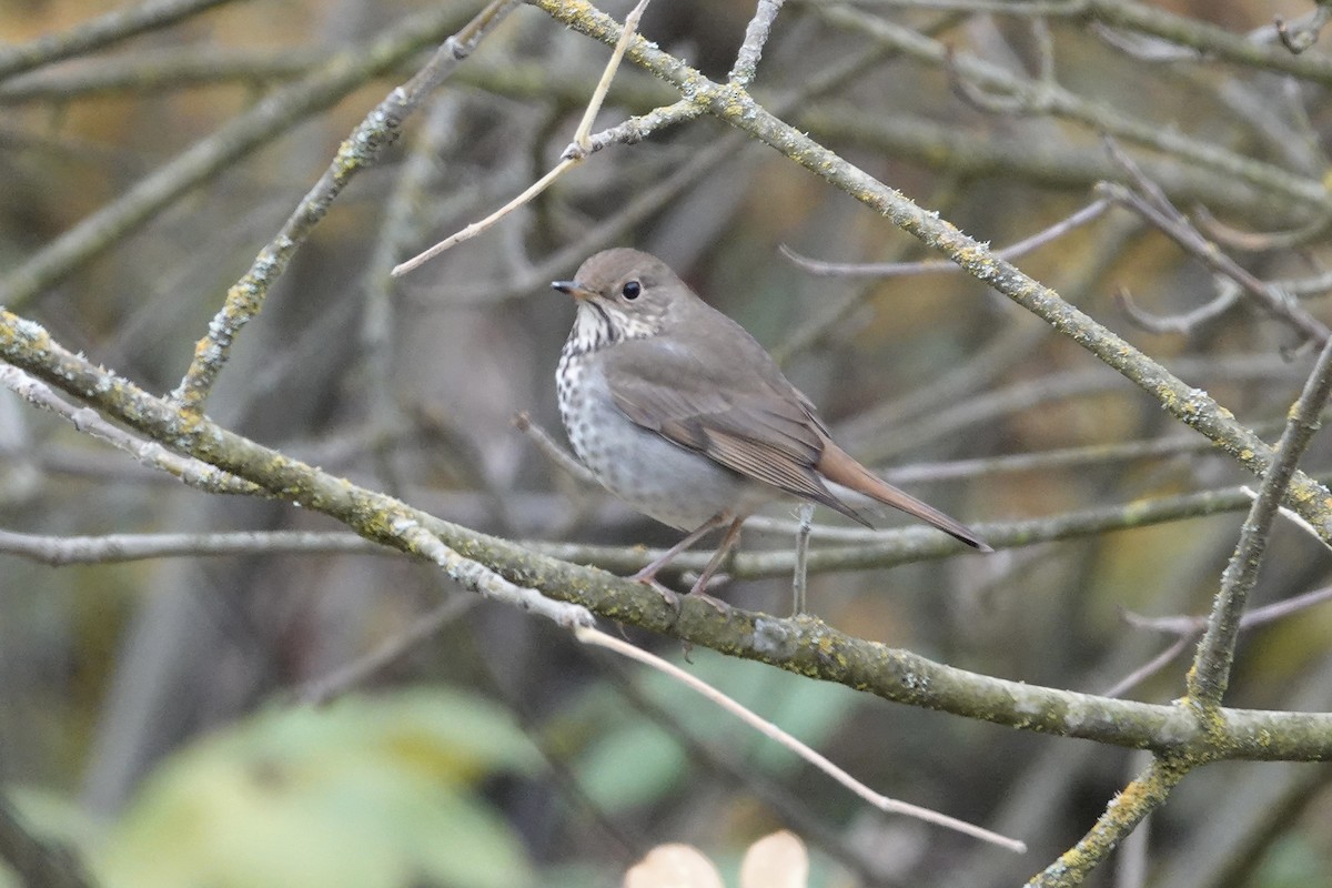 Hermit Thrush - ML646381466