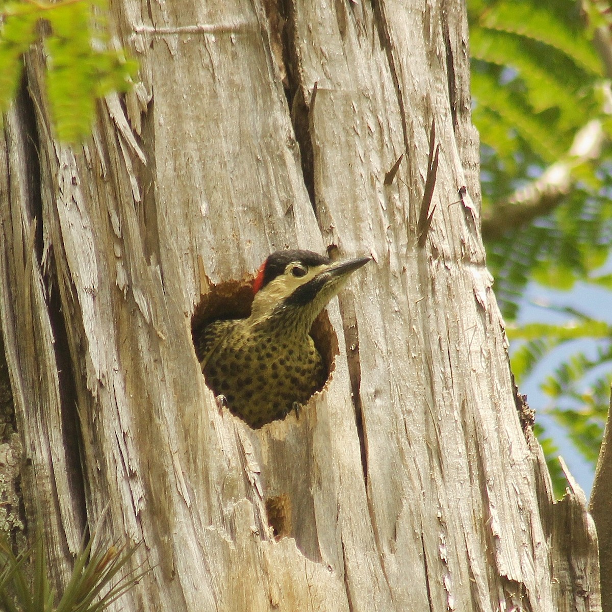 Green-barred Woodpecker - ML646381467