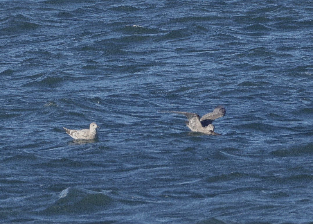 Larus sp. - ML646381468