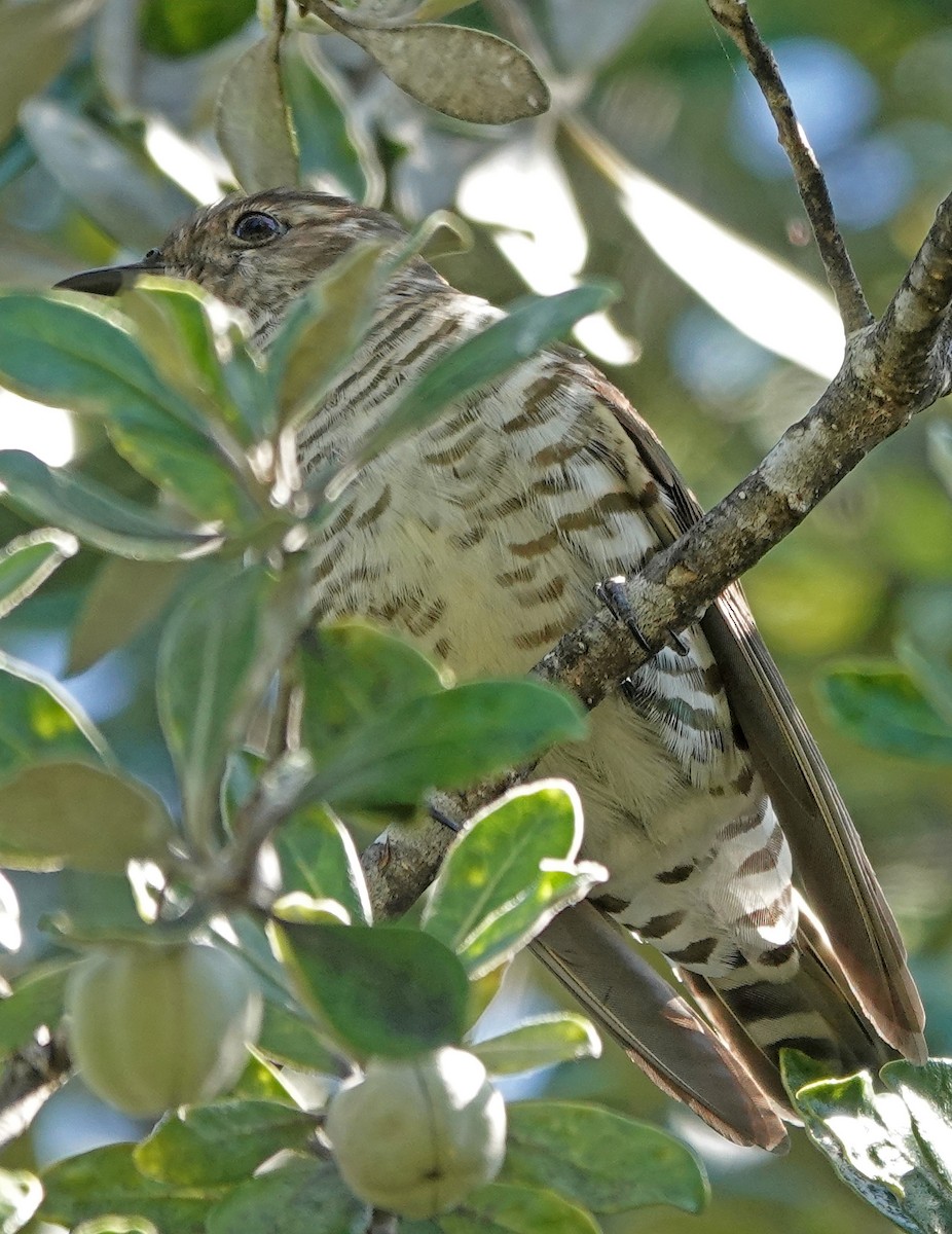 Shining Bronze-Cuckoo - ML646381469