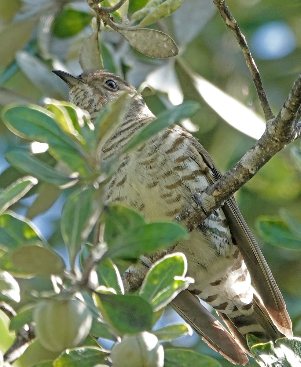 Shining Bronze-Cuckoo - ML646381470