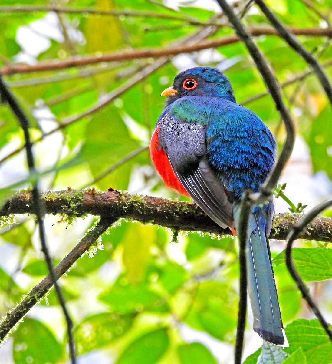 Masked Trogon - ML646381471
