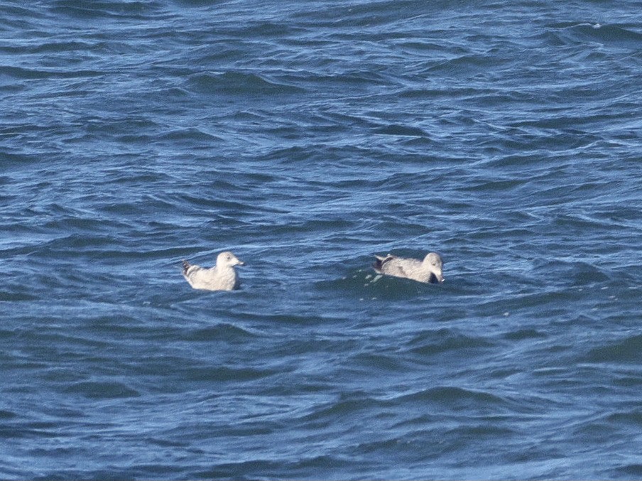 Larus sp. - ML646381472