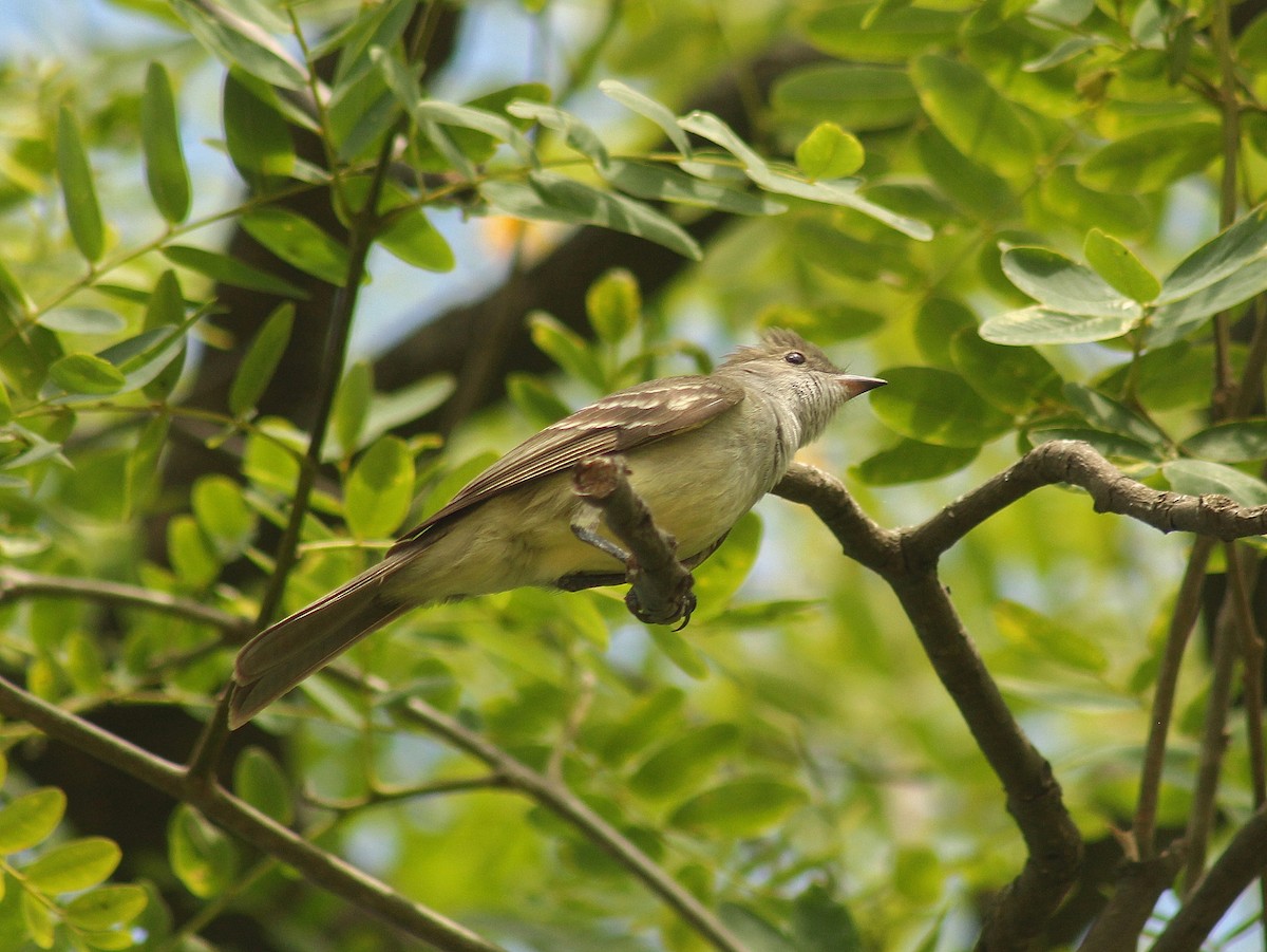 Large Elaenia - ML646381473