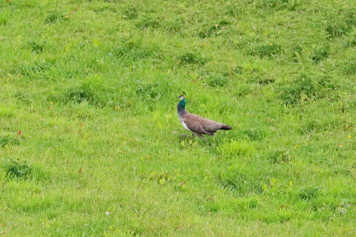 páv korunkatý - ML646381474