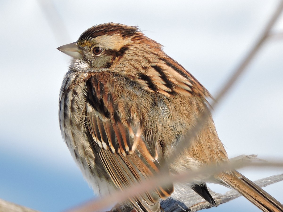 White-throated Sparrow - ML646381475
