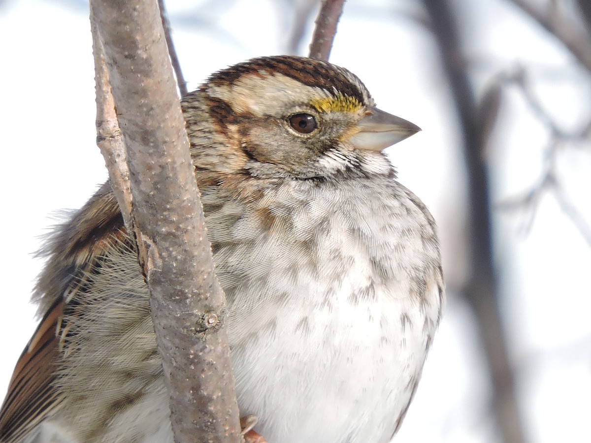 White-throated Sparrow - ML646381477