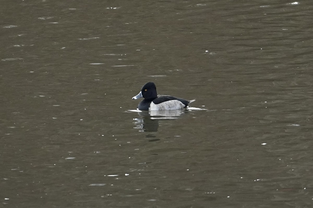 Ring-necked Duck - ML646381479