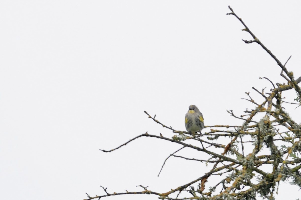 Yellow-rumped Warbler - ML646381480