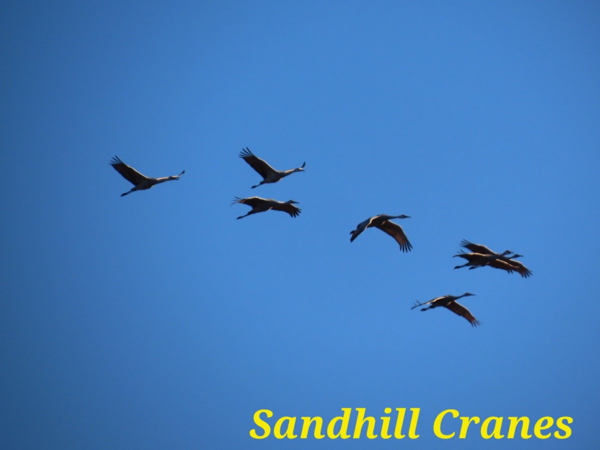 Sandhill Crane - ML646381482