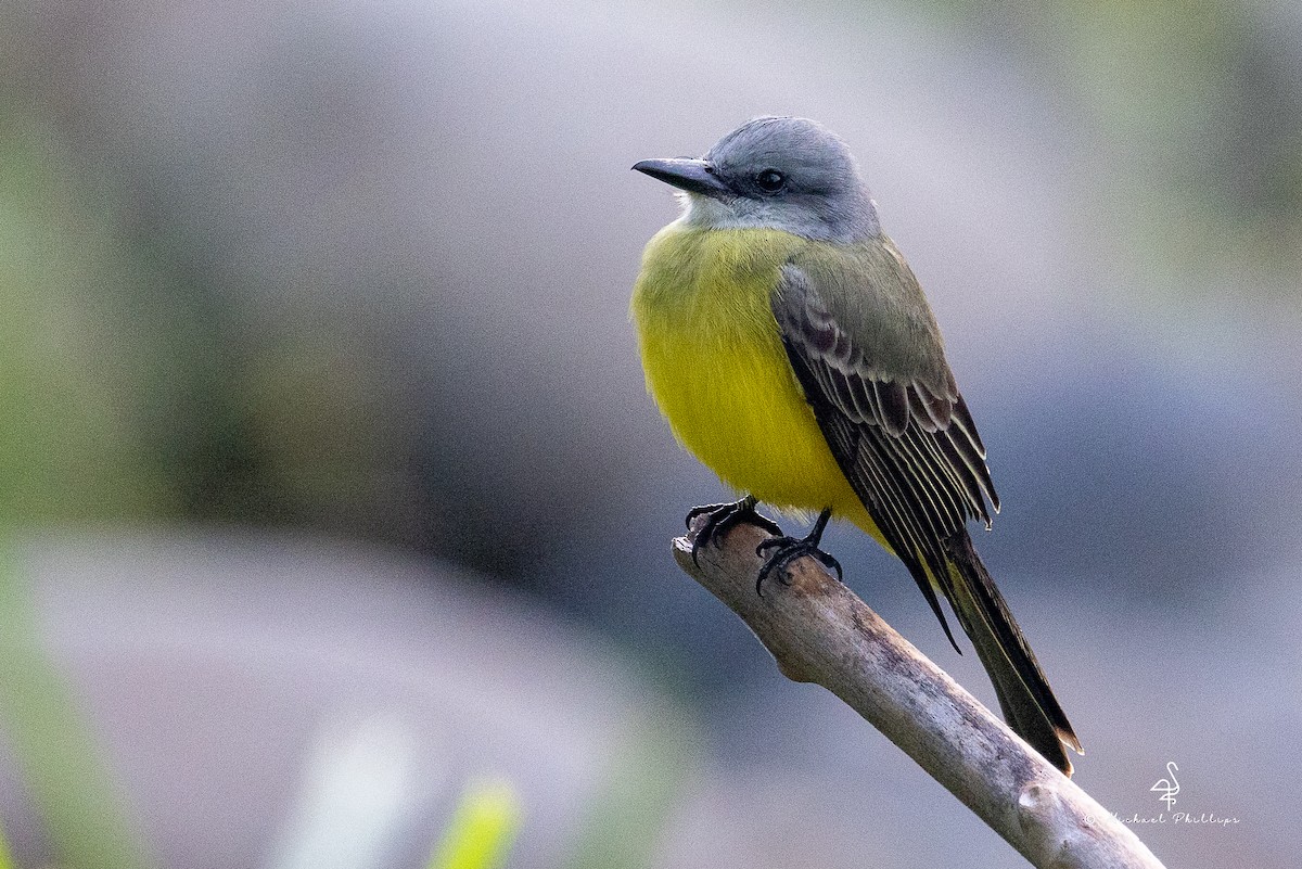 Tropical Kingbird - ML646381483