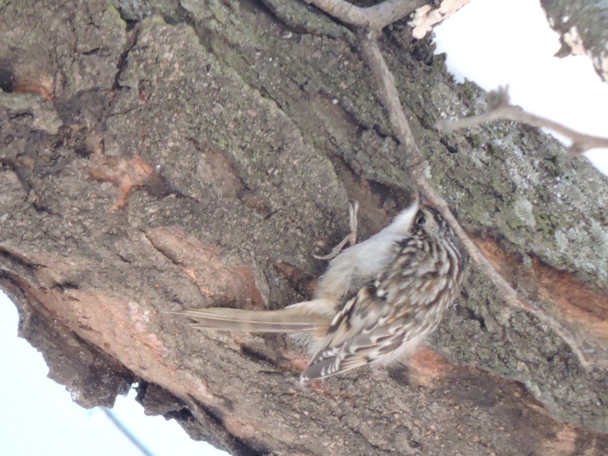 Brown Creeper - ML646381484
