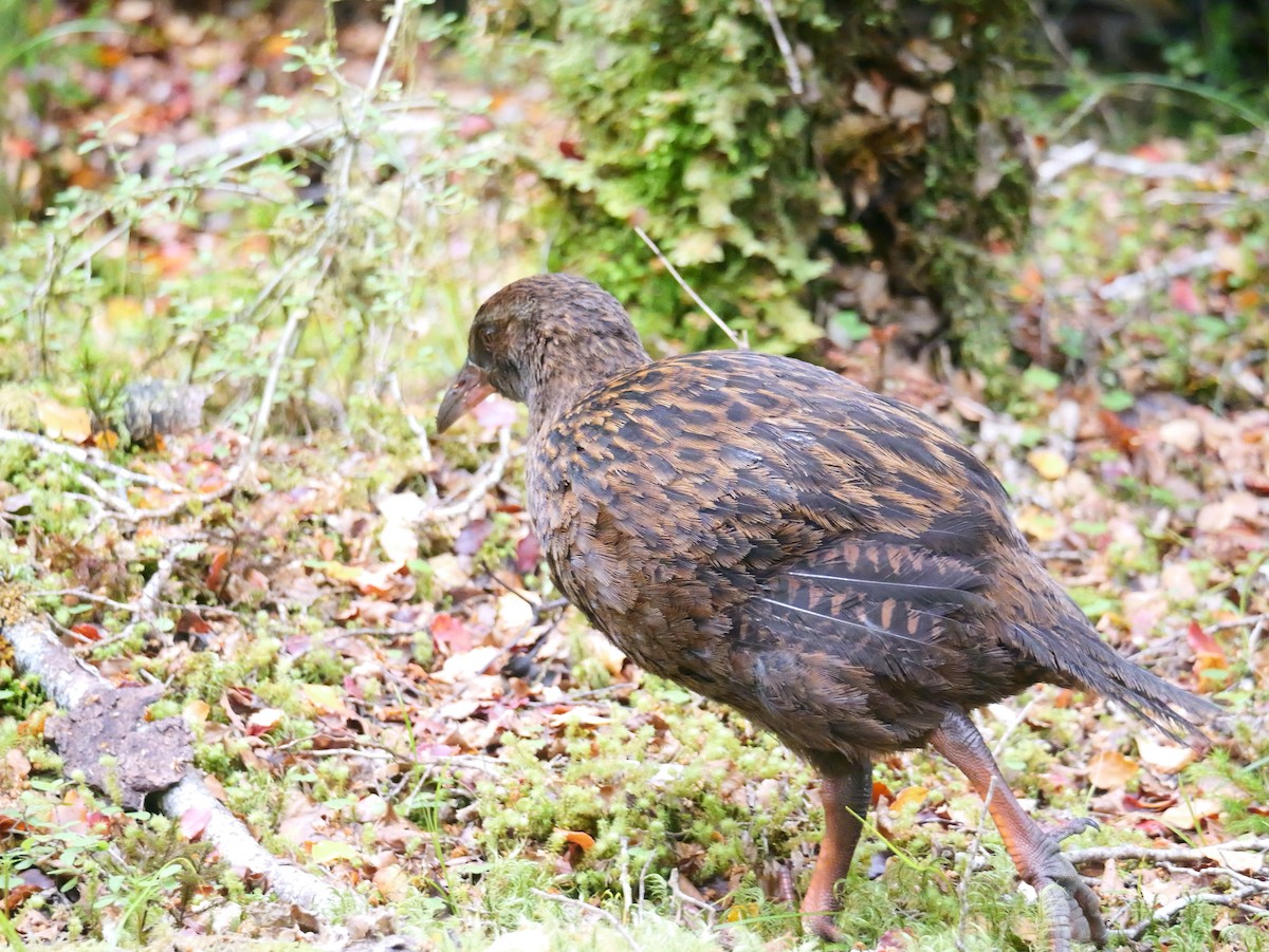 Weka - ML646381485