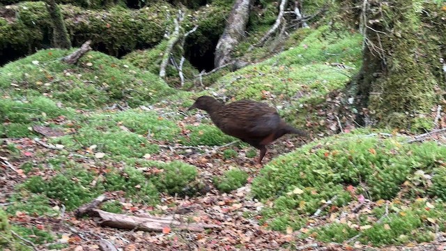 Weka - ML646381486