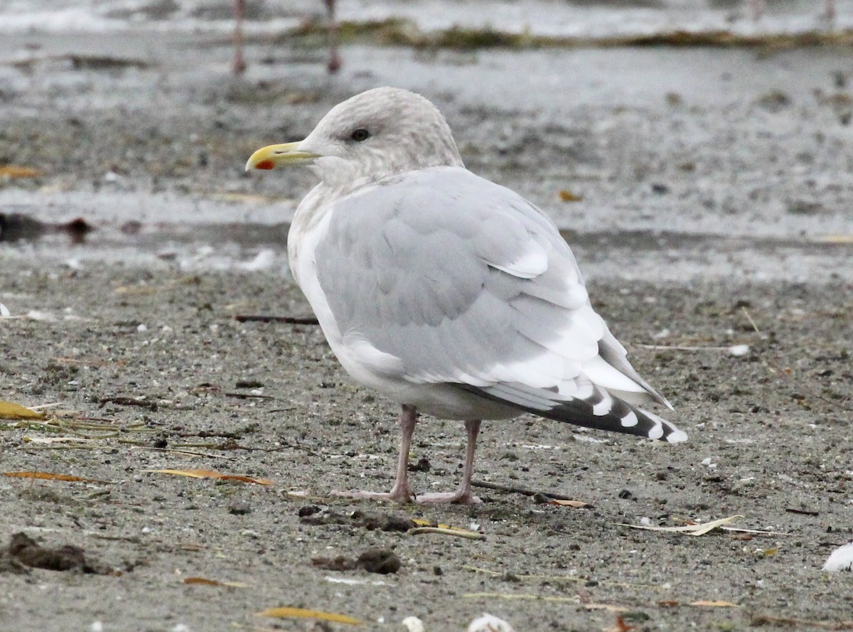Iceland Gull (Thayer's) - ML646381489