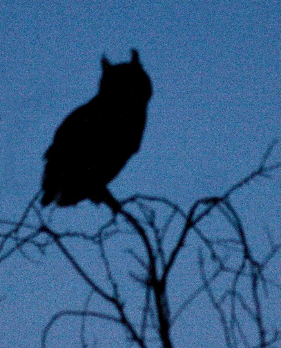 Great Horned Owl - ML646381490