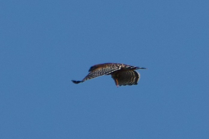 Red-shouldered Hawk - ML646381491