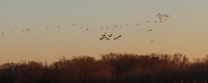 Sandhill Crane - ML646381492