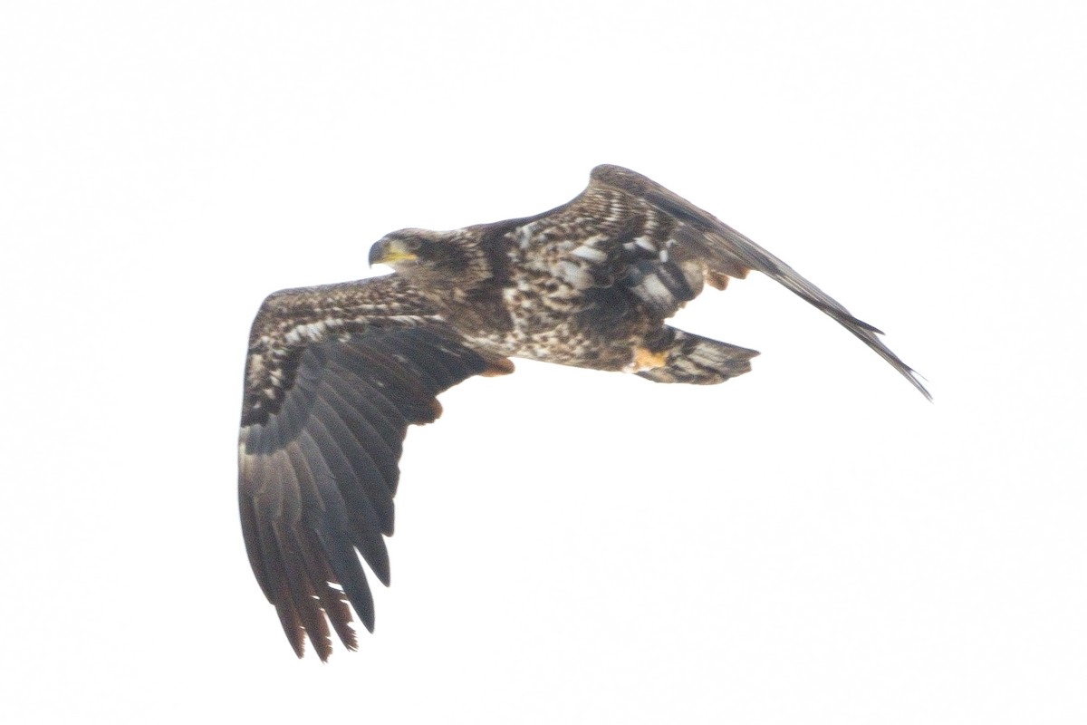 Bald Eagle - ML646381494