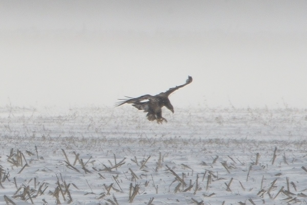 Bald Eagle - ML646381495