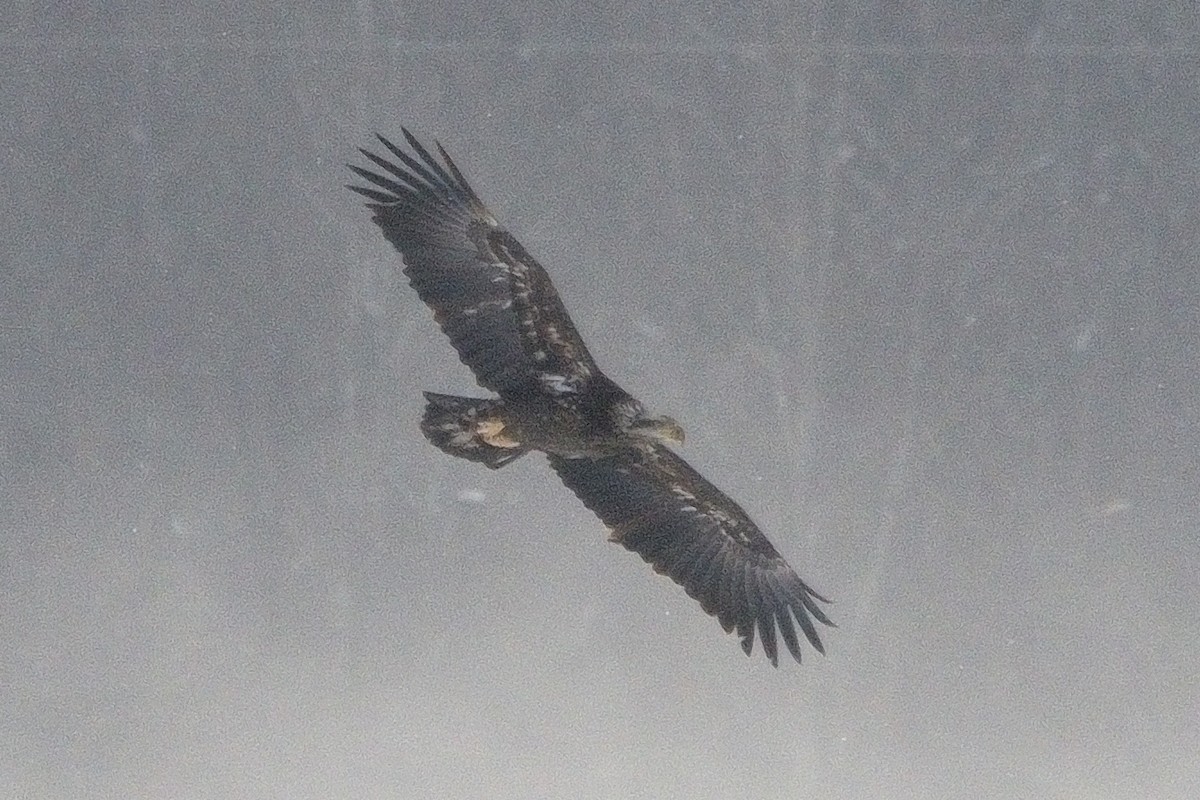 Bald Eagle - ML646381496