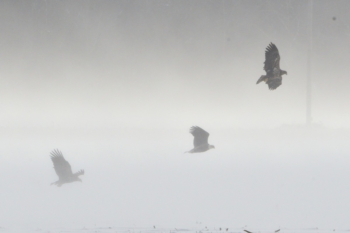 Bald Eagle - ML646381498