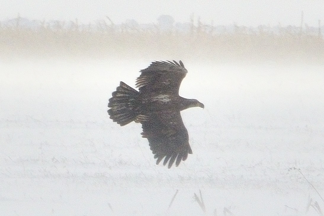 Bald Eagle - ML646381499