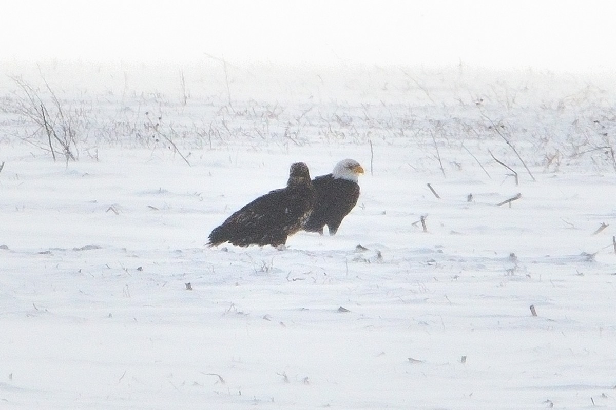 Bald Eagle - ML646381500