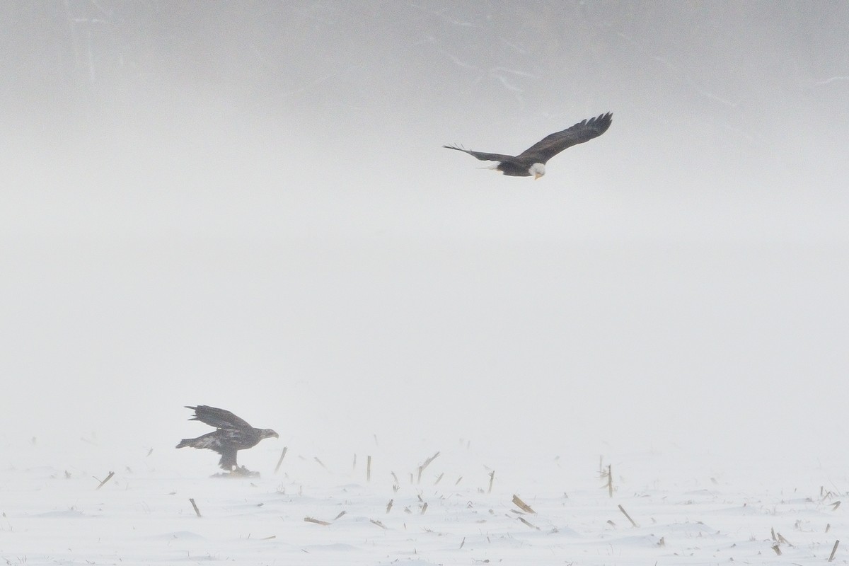 Bald Eagle - ML646381501
