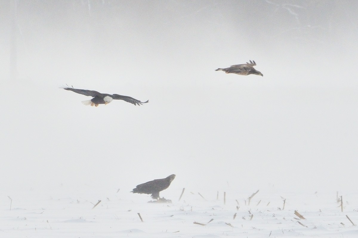 Bald Eagle - ML646381502