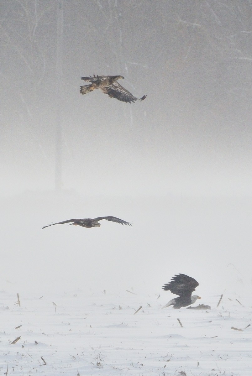 Bald Eagle - ML646381503