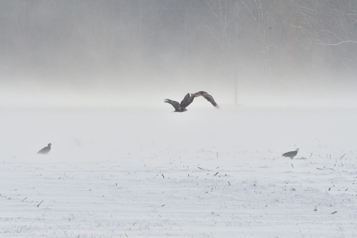Bald Eagle - ML646381504