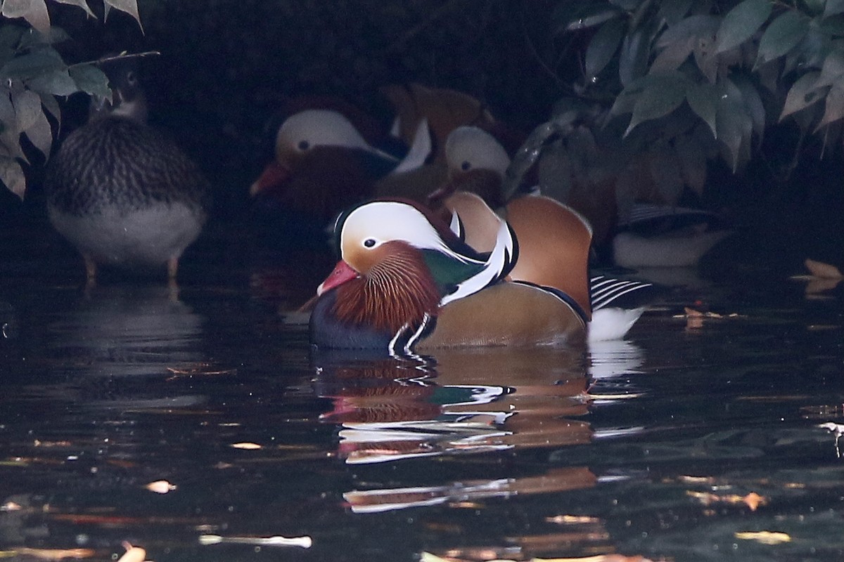 Mandarin Duck - ML646381506