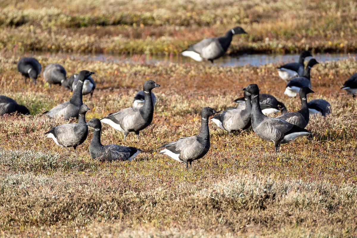 Brant (Dark-bellied) - ML646381508