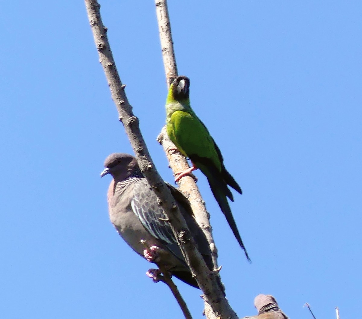 nendayparakitt - ML646381509