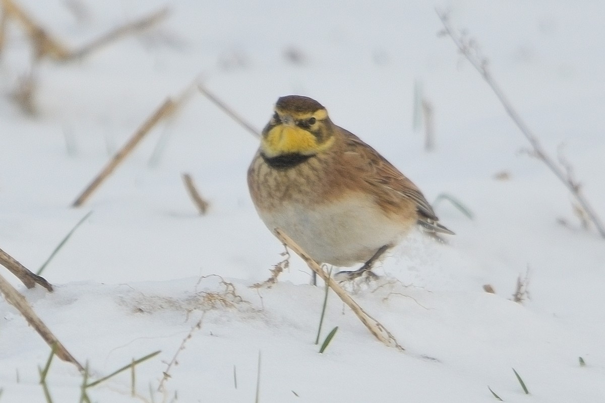 Alondra Cornuda - ML646381510