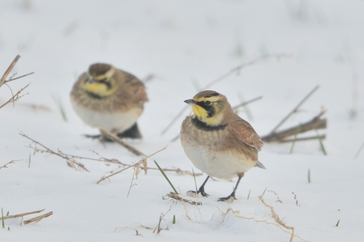 Alondra Cornuda - ML646381513