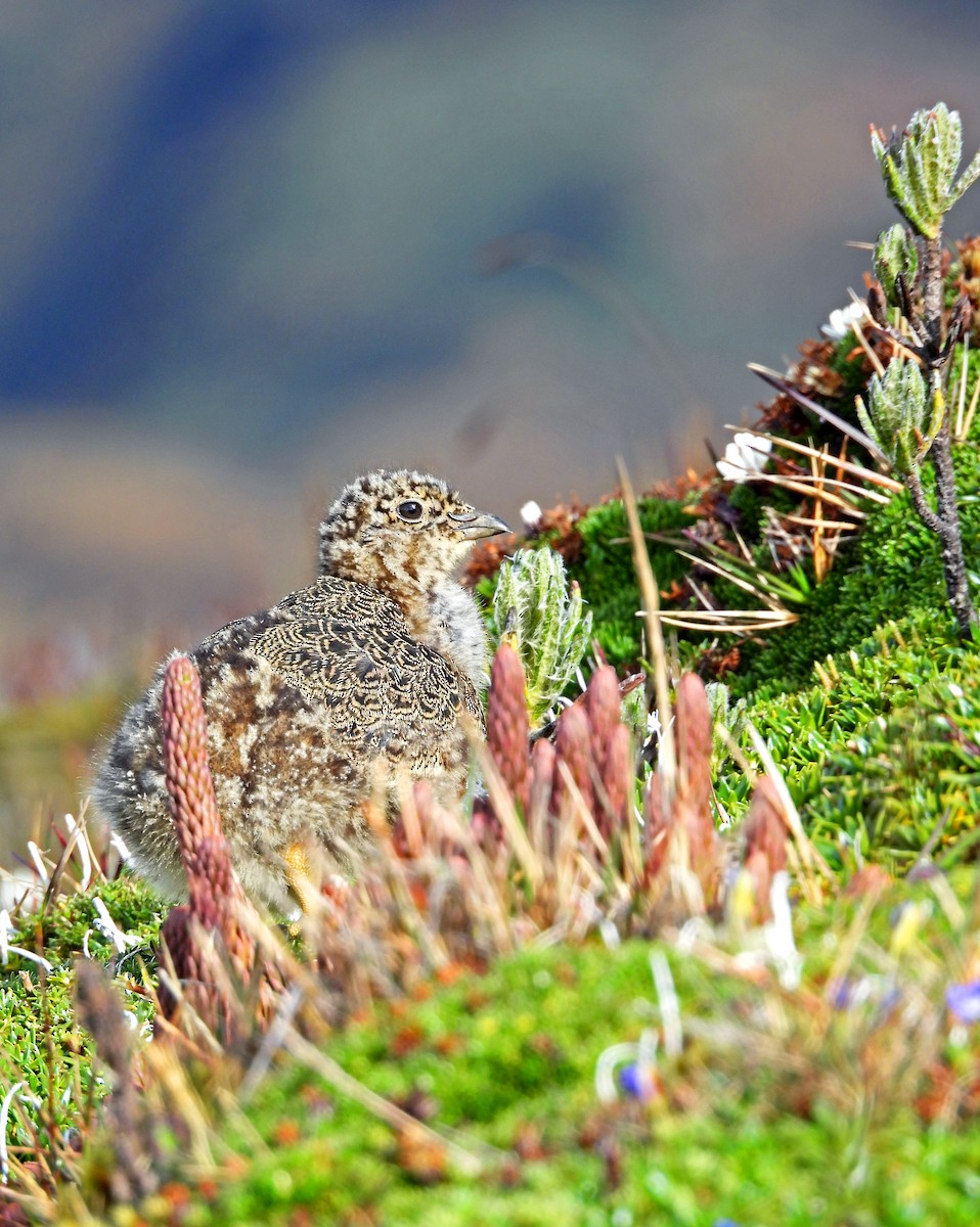 Rufous-bellied Seedsnipe - ML646381515
