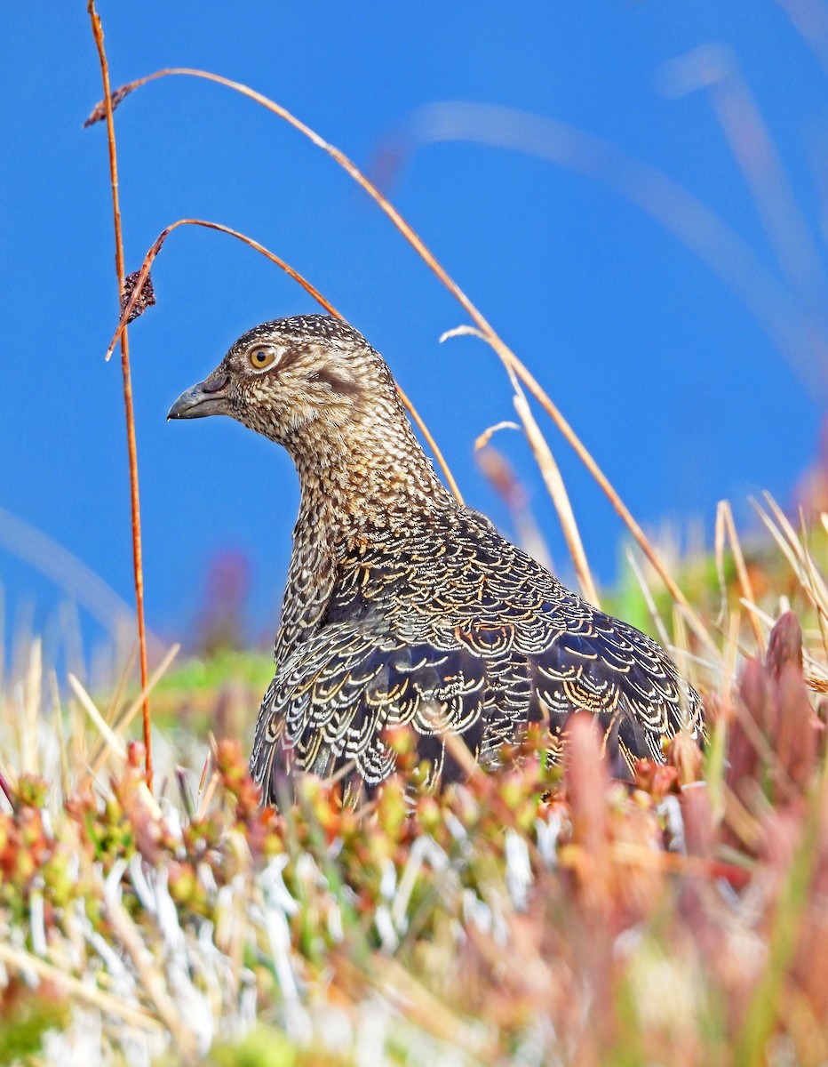 Rufous-bellied Seedsnipe - ML646381516