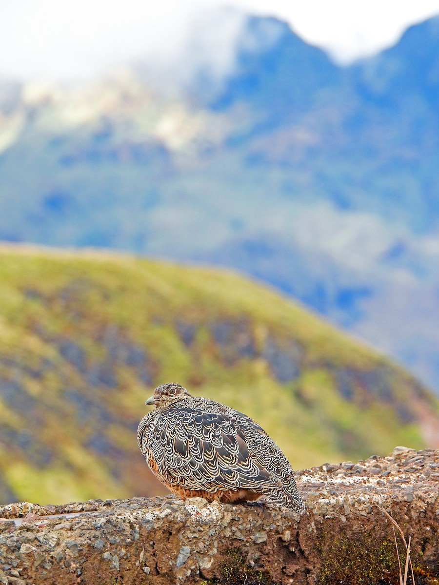 Rufous-bellied Seedsnipe - ML646381518