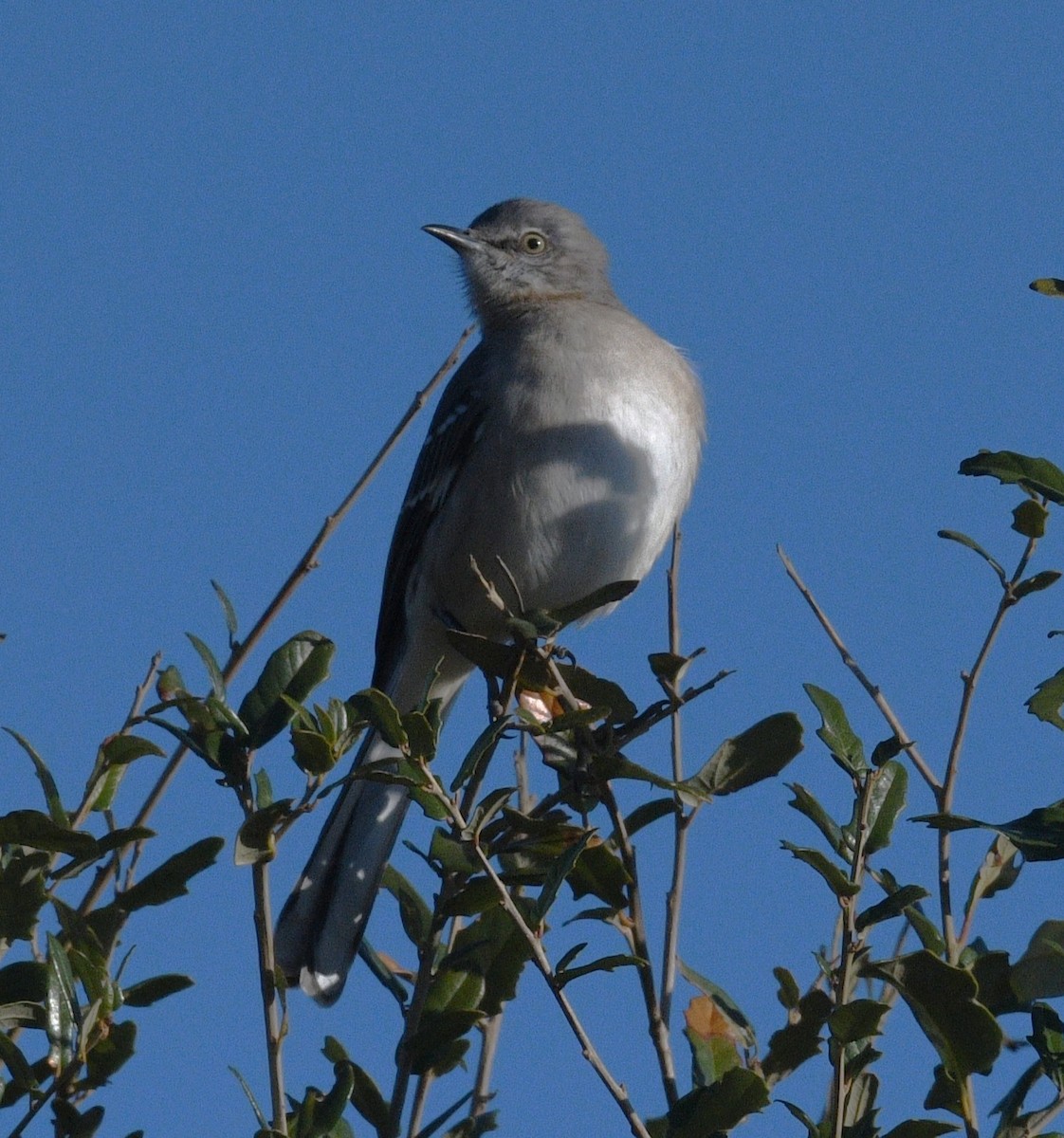 Northern Mockingbird - ML646381519