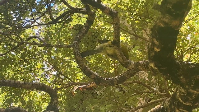 New Zealand Bellbird - ML646381522