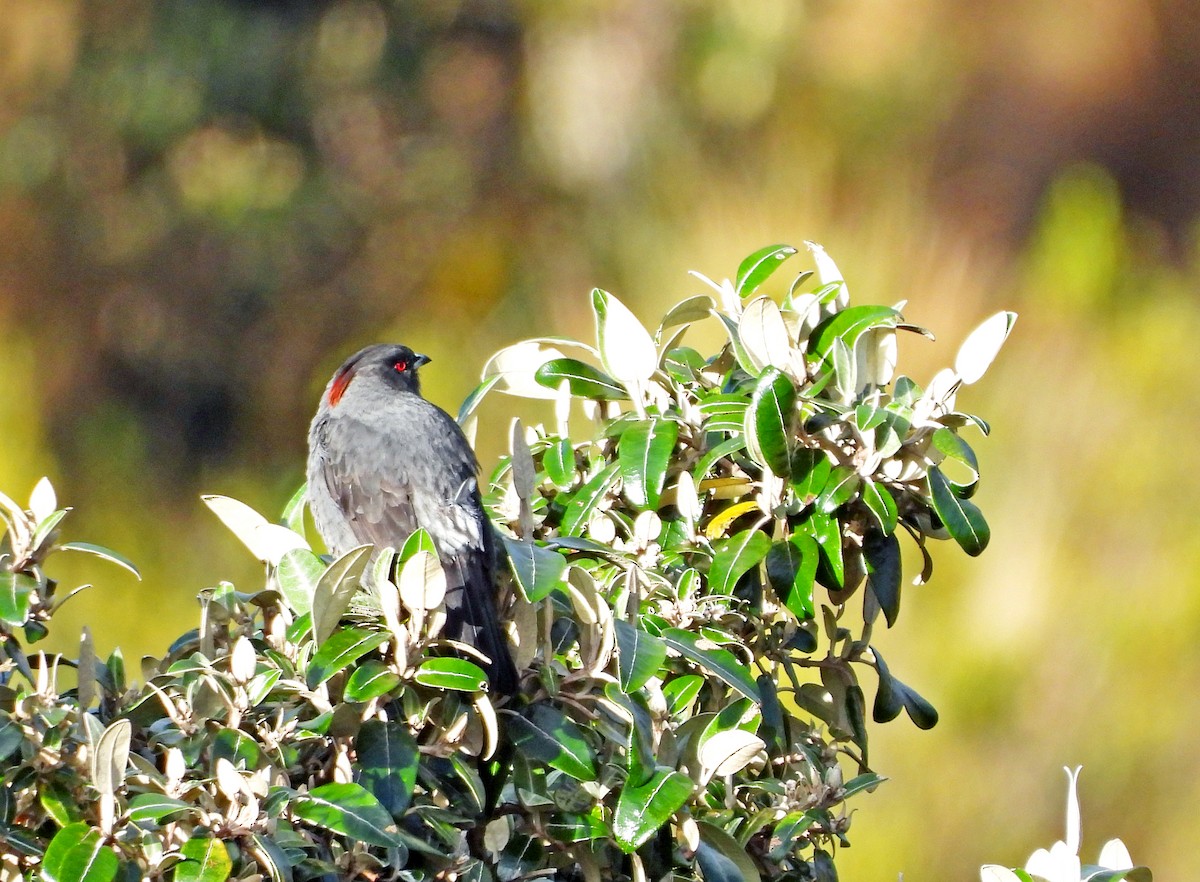 Red-crested Cotinga - ML646381523