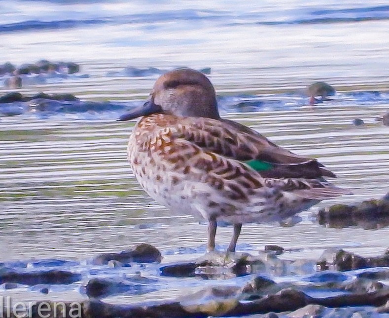 Green-winged Teal - ML646381525