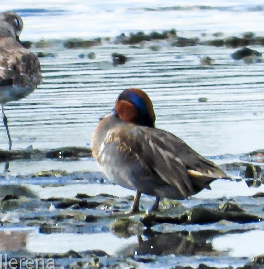 Green-winged Teal - ML646381526