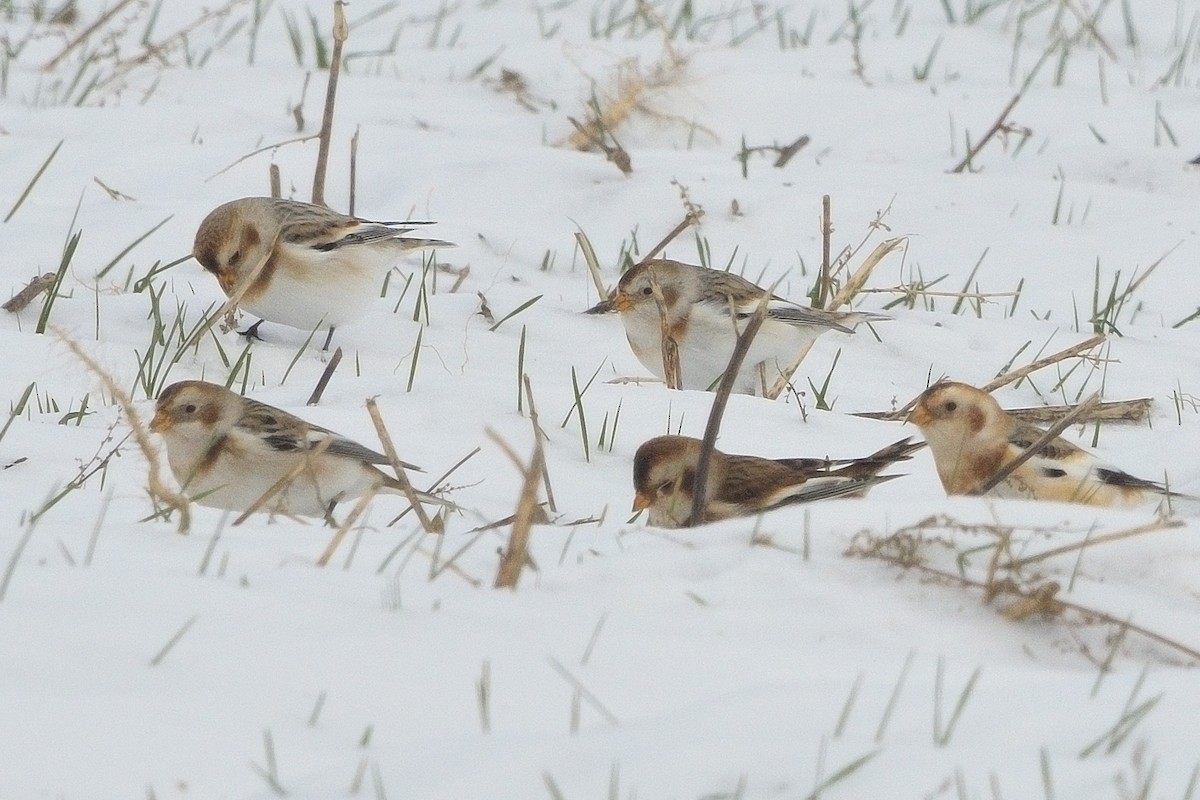 Snow Bunting - ML646381527
