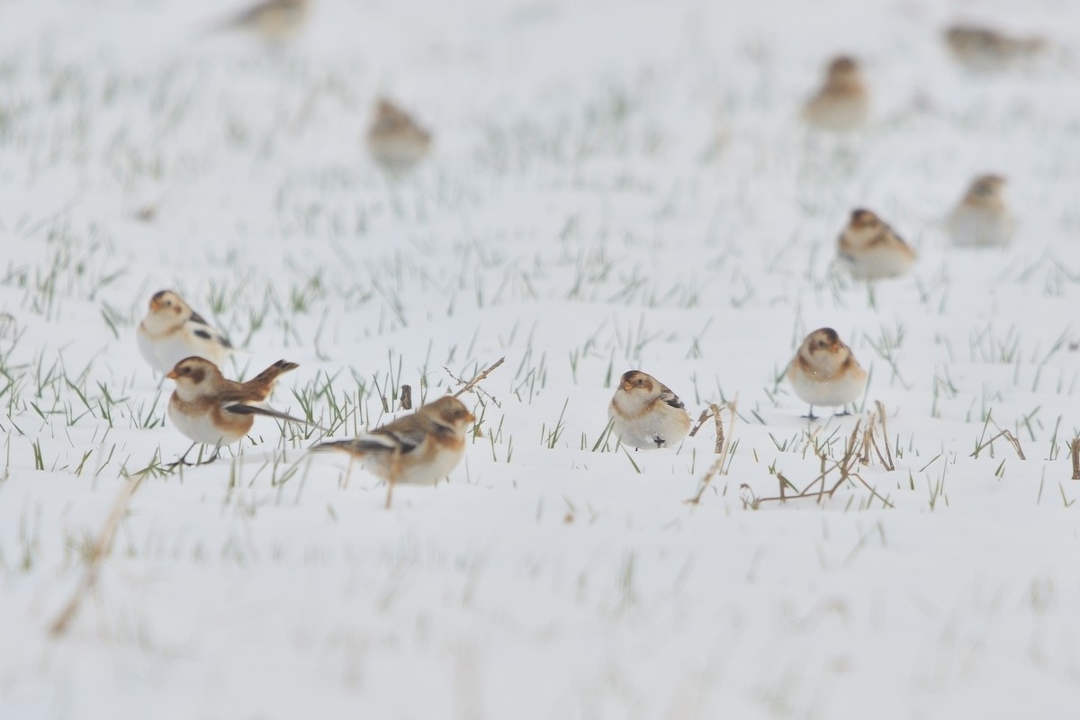 Snow Bunting - ML646381528