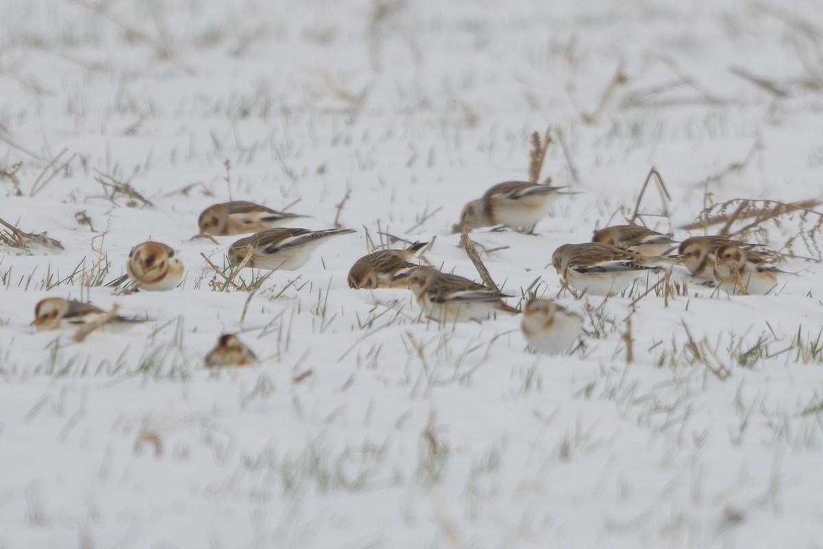 Snow Bunting - ML646381529